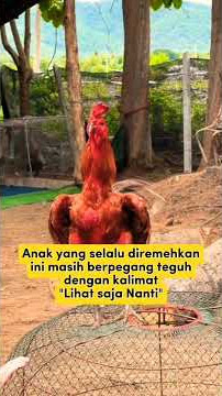 Kata kata hari ini 🔥 #shorts #chicken #rooster #story #fight #ayam #legend #petarung #ninja