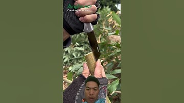 Cách ghép cành vãi thiều #meotrongcay #kythuattrong #shortvideo #short