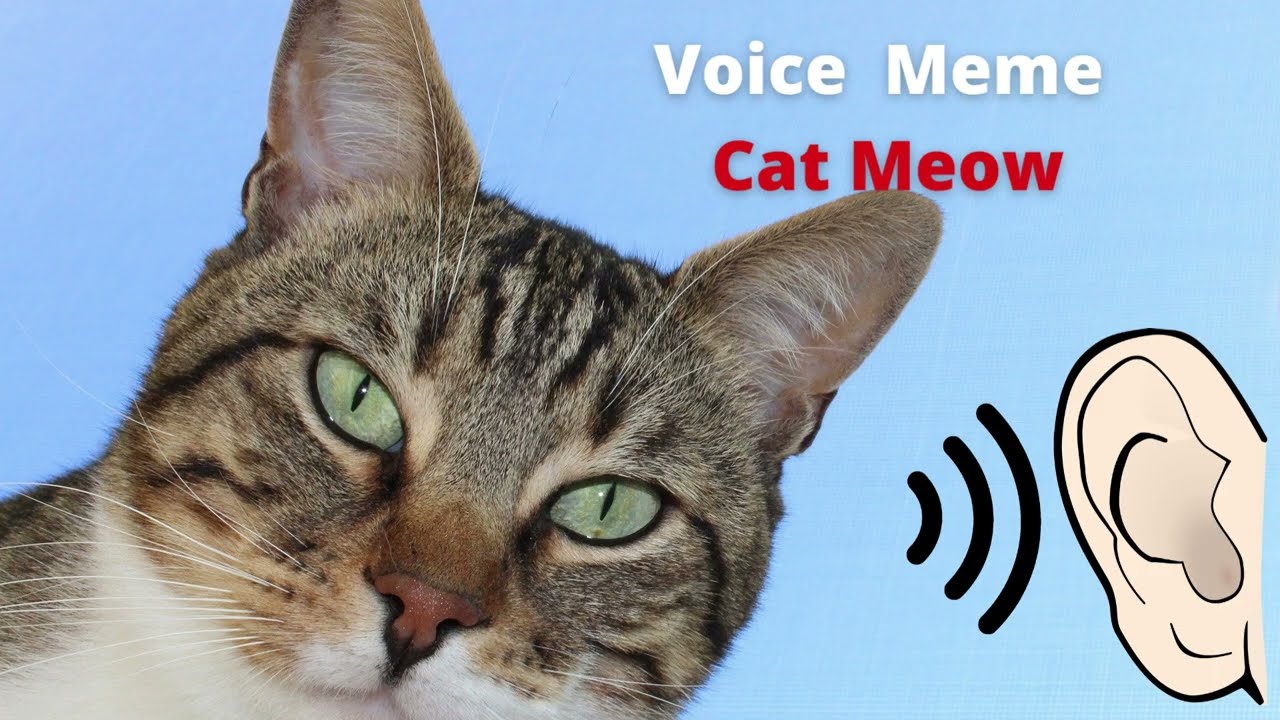 Meme voice. Meow Cat meme. The Voices meme Cat. Lets Voice meme.