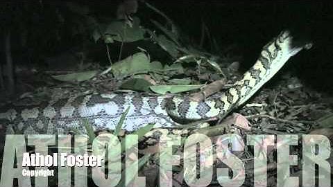 Python eats Possum.m4v