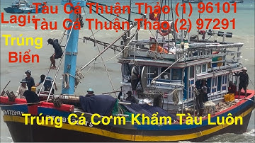 Lagi- Tàu Cá Thuận Thảo (1)Thuận Thảo (2) Trúng Biển. Trúng Cá Cơm Khẩm Tàu.Hàng Tấn Cá Vô Cảng Lagi