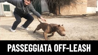 LEZIONE 3: Passeggiata OFF LEASH, Senza Guinzaglio!