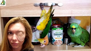 Parrots Doing Naughty Things!