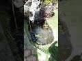 Este estanque parece de lujo pero está en Ecuador 🇪🇨 #shorts
