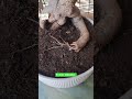 Ficus bonsai plants home gadaning #yashomatimaiyasebolenandlala #shorts #ytshorts #viral