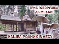 ❗ГОВОРУШКА ДЫМЧАТАЯ👉ПРОБУЮ, ЗАШЛО! 🍄РЯДОВКА ФИОЛЕТОВАЯ В ИЗОБИЛИИ.💥НАШЁЛ РОДНИК В ЛЕСУ. Грибы 2021