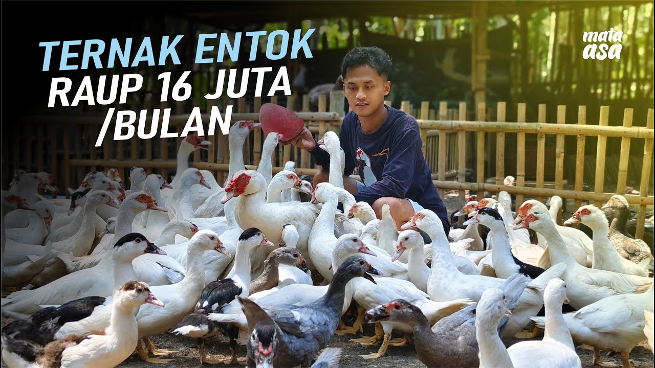 ANAK MUDA Raup Rp16 Juta/Bulan dari ENTOK JUMBO