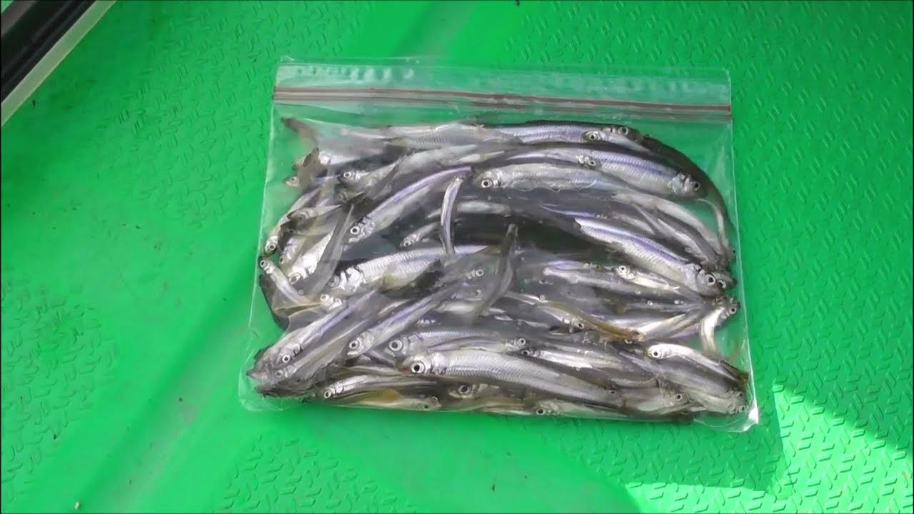 22 3月9日 入鹿池ワカサギ釣り Part9 入鹿池わかさぎ釣り Youtube 22 3月9日 入鹿池ワカサギ釣り Part9 入鹿池わかさぎ釣り Youtube