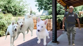This is why White Siberian Huskies are Unique and this video proves it.
