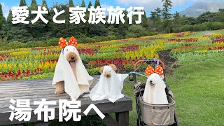 大分湯布院へ愛犬達と誕生日＆温泉旅行［榎屋旅館］