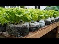 Tái chế rác thải, trồng xà lách trong bịch nilon | Recycle waste, grow salads in plastic bags