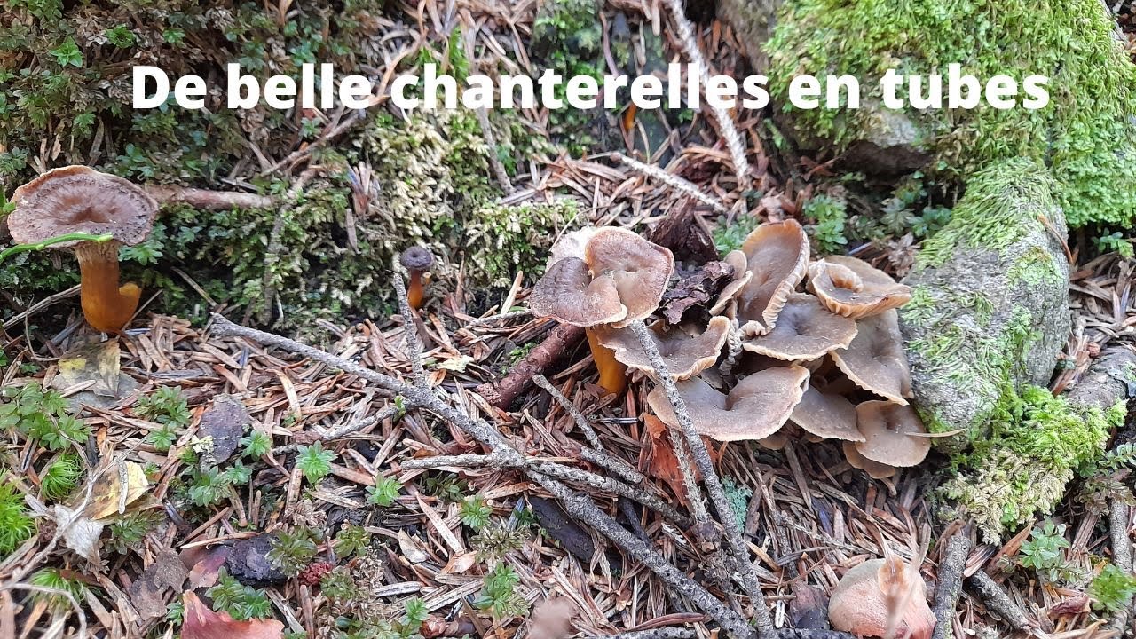 De belles chanterelles en tubes YouTube