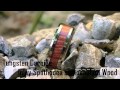 TUNGSTEN CARBIDE RING INLAY SPATHODEA CAMPANULATA WOOD WEDDING BAND MEN TUNGSTEN CARBIDE RING INLAY SPATHODEA CAMPANULATA WOOD WEDDING BAND MEN
