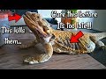 How to Cure a Respiratory Infection in Lizards