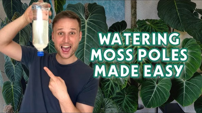 How to Make a Moss Pole Support — The Green Mad House