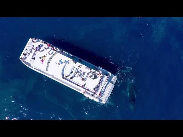 Humpback whale surfacing beside the Australia Whale Experience vessel off Bundaberg