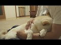 【感動】飼い主が一日いなくなると知った柴犬が離れたくないと…
