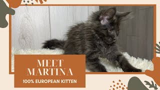 🐾 Meet Martina: 100% European Kitten Ready for Adoption! 🐱 #cat #adoptdontshop #mainecoonlovers by European Maine Coon Kittens by MasterCoons Cattery 171 views 1 month ago 3 minutes, 2 seconds