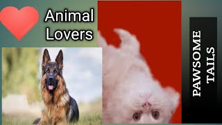 Animal Human Bonding | Animal Lovers | Dog Lovers | Cat Lovers #animal #catlover #pets