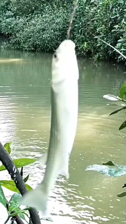 Too bad it wasn't recorded #shorts #mullet_fishing #fishing_hook