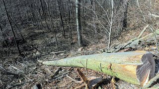 картинка: Лесозаготовка, Старт пятой полосы на крутом склоне, вытаскивание деревьев из ручья,Амлес, Штиль 500i