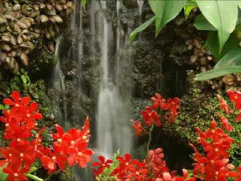 Orchid Waterfall Background in Garden. Stock Photo - Image of environment, green