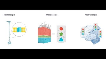 Dynamic Causal Modelling (DCM) for M/EEG