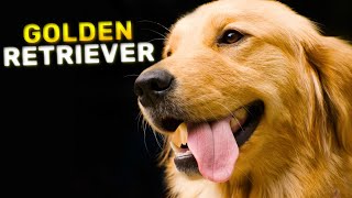 Golden Retriever  The Ultimate Companion Dog | Characteristics