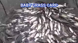 Baby Grass Carp 10-12 Cm @ +6282.116.730.137 Alamendah Breeding Farm Rancabali BANDUNG.