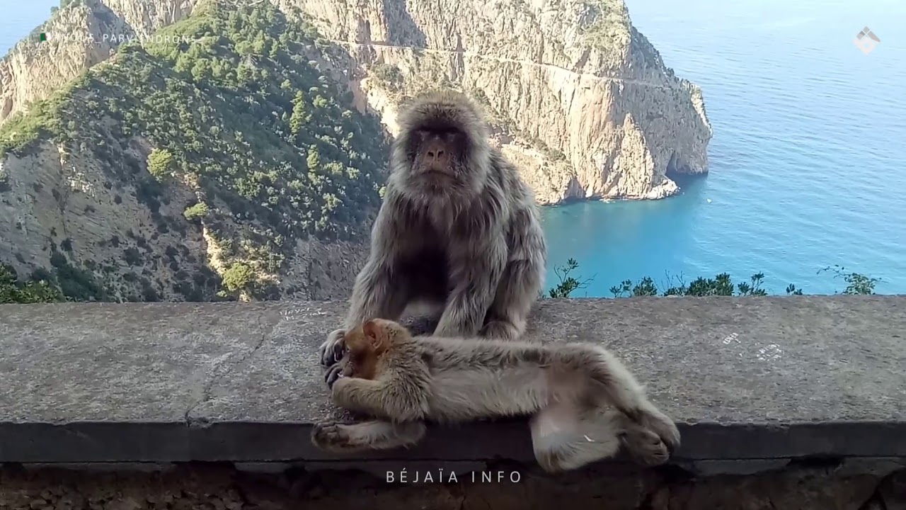 Béjaïa : D'adorables singes de donnent en spectacle
