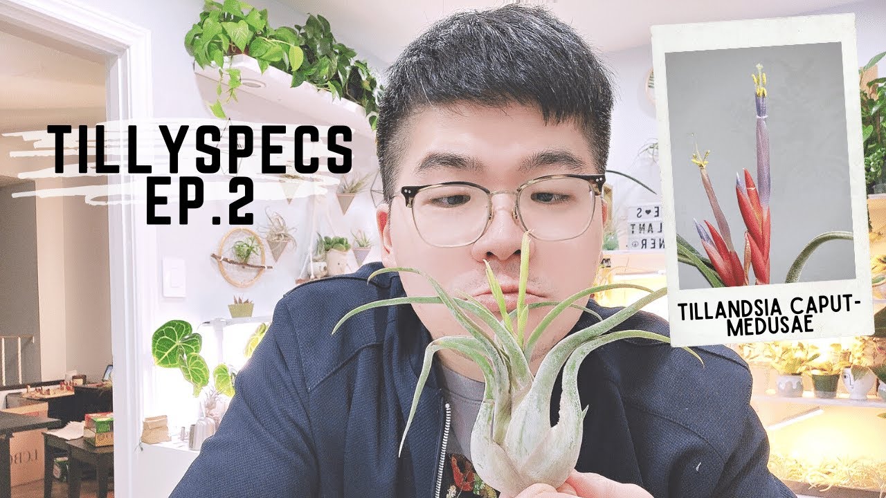 TillySpecs Ep. 2 - Tillandsia caput-medusae | Dave's Air Plant