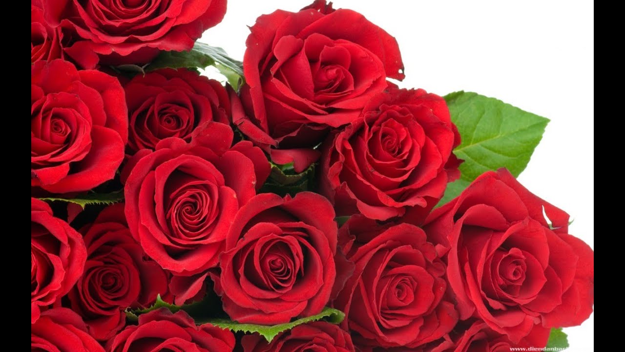 Bộ sưu tập các loại hoa hồng tuyệt đẹp (Silk Roses) - YouTube