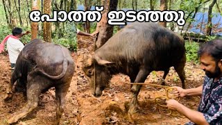 പറഞ്ഞാൽ വിശ്വസിക്കുമോ വെറും 10 രൂപക്ക് തീറ്റകൊടുത്ത് വളർത്തുന്ന ഭീമൻ പോത്ത് Kerala bull