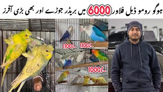 HogoRomo Breeder ka pair || Lovebirds k breeder pairs wo b guaranty wle. 