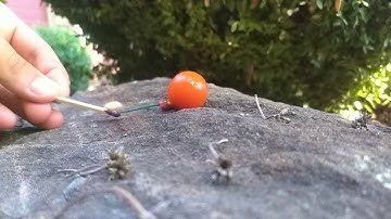 Exploding cherry tomato slow motion slo-mo