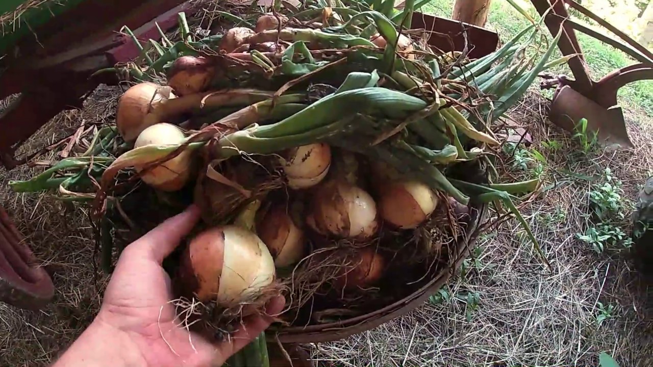 HARVEST AND CURE ONIONS YouTube