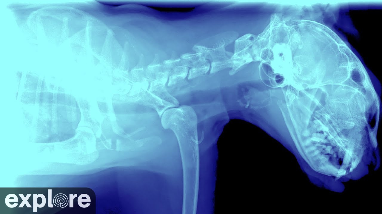 cat camp schedule X-Ray Cam - Big Cat Rescue powered by EXPLORE.org
