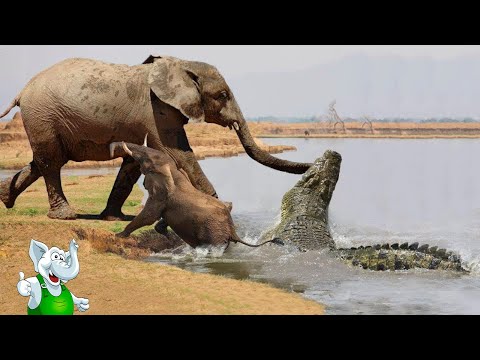 Мультфильм крокодил и слон