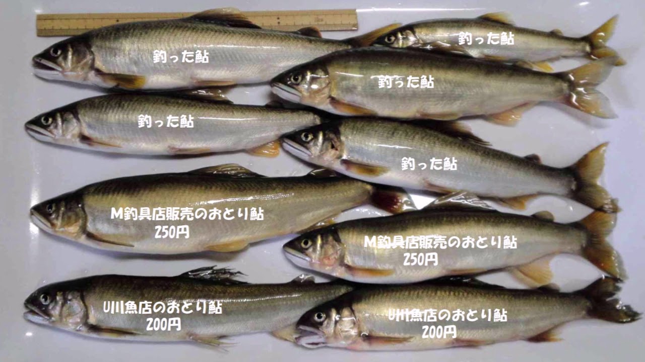 波止釣り道楽 販売店によるおとり鮎の違い Youtube