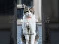 Larry the Cat marks 15 years as Chief Mouser at 10 Downing Street under six Prime Ministers