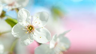 3 Hours Relaxing Healing Music for Spring  Morning Music, Meditation Music, Yoga (Sprout)