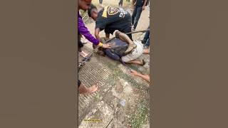 The young man in the blue shirt was hit by a horse dance