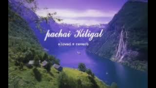 Pachai Kiligal  - Indian - Slowed   Reverb