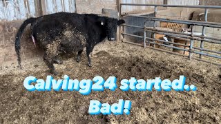 Bad way to start Calving24 (Graphic content)