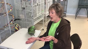 Got A New Bird, Now What? Video 4-Using Positive Reinforcement