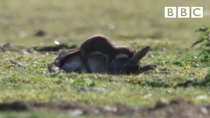 Stoat kills rabbit ten times its size - Life | BBC - DayDayNews