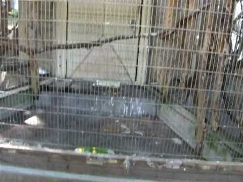 動物園にて（日本テリア 風太）