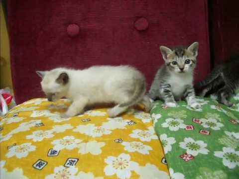 子猫 生後４週間 4 Weeks Cat After Birth Youtube