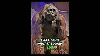 The biggest Ape in the world