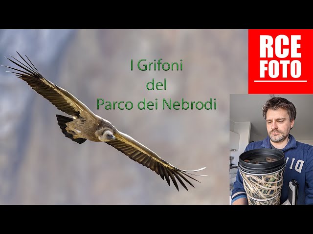 I Grifoni del Parco Dei Nebrodi